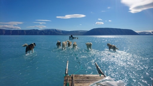Photo prise le 13 juin 2019 par Steffen Olsen de l'Institut danois de météorologie (DMI) montrant des chiens de traîneau sur la glace fondue de la banquise dans le nord-ouest du Groenland © Centre for Ocean and Ice at the Danish Meteoroligical Institute/AFP Steffen Olsen