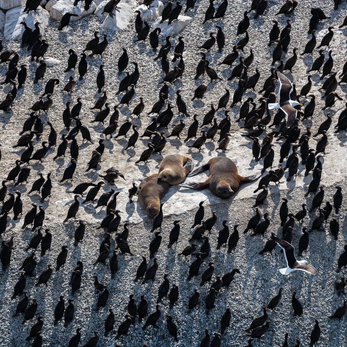 Cormorans et otaries à fourrures du Cap à Seal Island, False Bay, Province du Cap, République d’Afrique du Sud (34°08’ S- 18°35’ E) © Yann Arthus Bertrand
