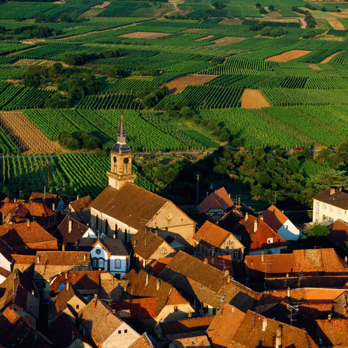 Village viticole de Heiligenstein, Bas-Rhin, France (48°25’ N - 7°27’ E).