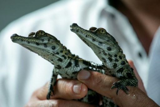 Deux crocodiles d'une espèce menacée, le "faux gavial d'Afrique de l'ouest", sont nés mi-juin dans un parc zoologique Biotropica du Val de Reuil, le 11 juillet 2019. © AFP Lou BENOIST