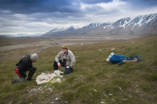 Photo non datée fournie par l'Institut polaire norvégien montrant deux scientifiques près du cadavre d'un renne sur l'archipel norvégien du Svalbard, dans l'Arctique © NORWEGIAN POLAR INSTITUTE/AFP Elin Vinje JENSSEN, Handout