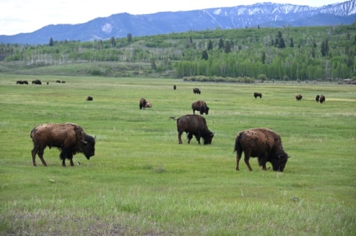 Des bisons dans le Wyoming le 12 juin 2019 © AFP/Archives Daniel SLIM