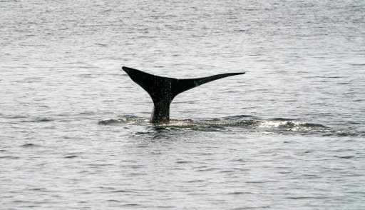 Une baleine franche (ou noire), le 14 avril 2019 au large du Massachusetts aux Etats-Unis © AFP Don Emmert