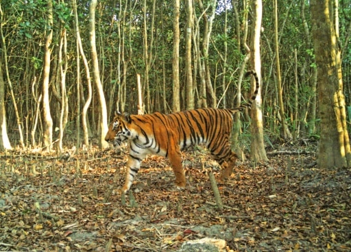Un tigre du Bengale dans la forêt de Sarankhola, dans le sud-ouest du Bangladesh, le 11 avril 2018 © BANGLADESH FOREST DEPARTMENT/AFP/Archives Handout