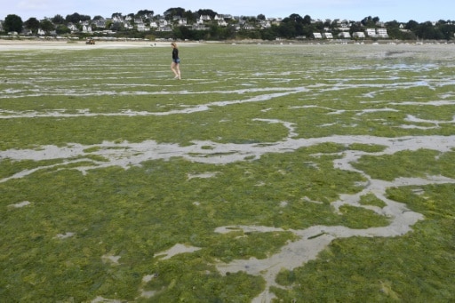 Algues vertes sur une plage bretonne en 2017. © AFP/Archives DAMIEN MEYER