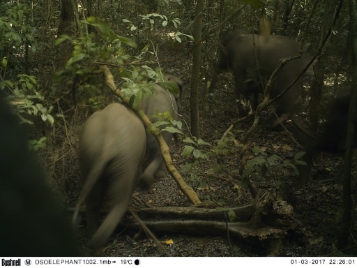 Photo prise le 3 janvier 2017 et publiée par the Omo Forest Initiative, montrant des éléphants marchant dans la forêt Omo, au nord-est de Lagos, au Nigeria © Omo Forest Initiative/AFP/Archives Handout