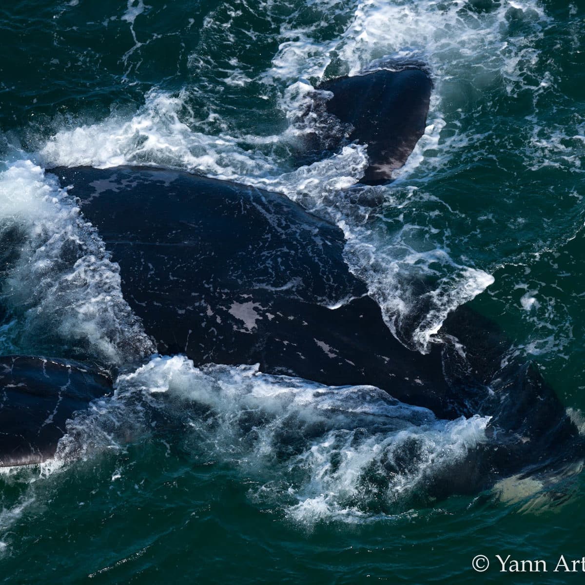 Whale off the Table Mountain National Park, near Kommetjie, Cape Town, Western Cape, South Africa. (34°09' S - 18°18' E)