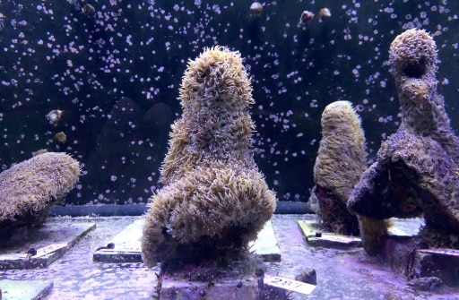corail laboratoire