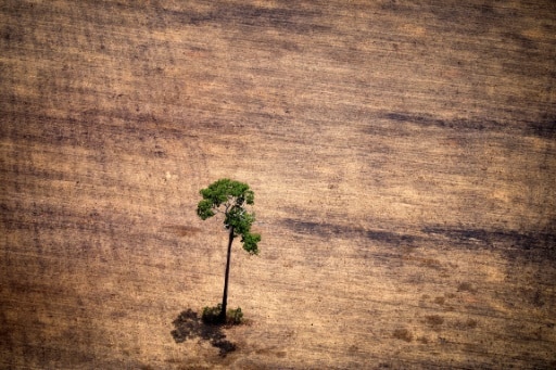 Un arbre isolé dans un secteur déforesté dans l'Etat de Para au nord du Brésil, le 14 octobre 2014 © AFP/Archives RAPHAEL ALVES