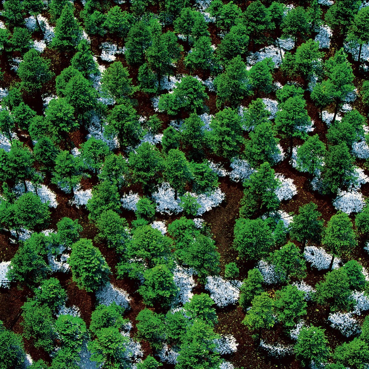 Forêt nationale de Prescott, près de Williams dans l’Arizona, États-Unis (35°14' N – 112°11' O)