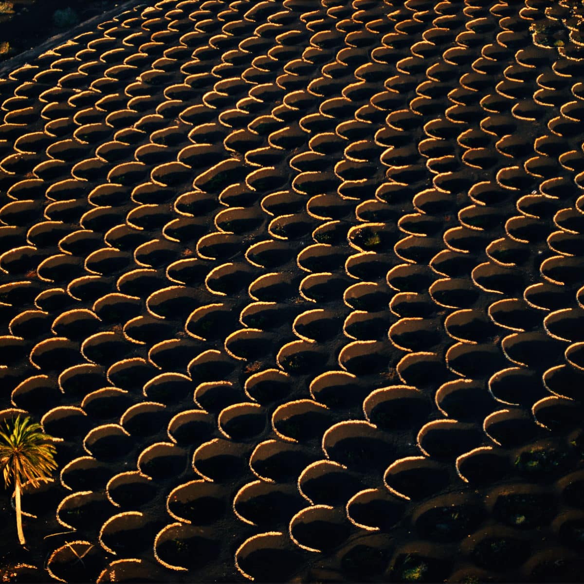 Vineyards, La Geria region, Lanzarote, Canary Islands, Spain (28°58' N – 13°43' W).