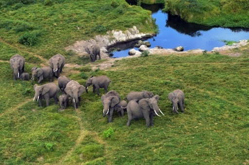 elephants cites zoos