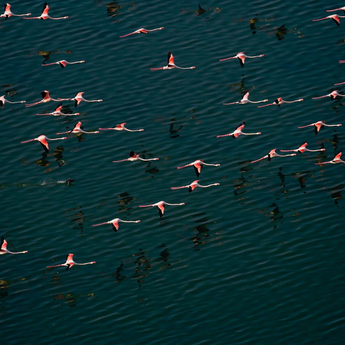 Vol de flamants roses sur le lac SaLé al Jabboul à L’est d’Alep, Syrie. (36°04’ N - 37°29’ E)