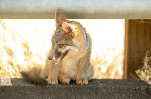 Un bébé coyote, le 27 juillet 2018 en Californie © AFP/Archives JOSH EDELSON