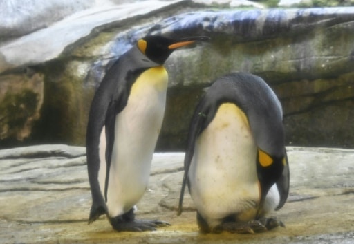 pingouins homosexuels