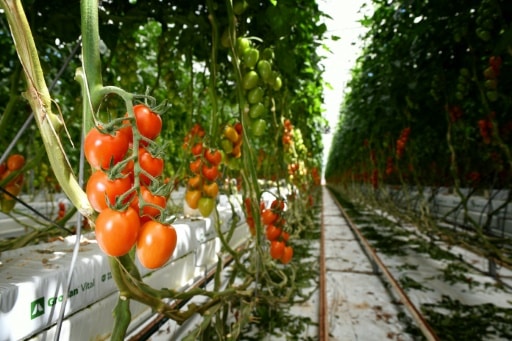 Des tomates cultivées à la ferme hydroponique Sfera Agricola, le 27 juin 2019 à Gavorrano, en Italie © AFP ALBERTO PIZZOLI