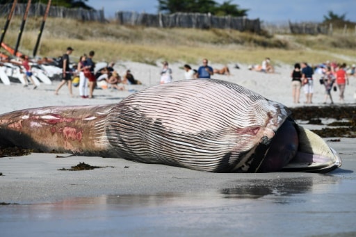 Une baleine échouée sur la plage de Penmarc'h le 13 août 2019 © AFP Fred TANNEAU