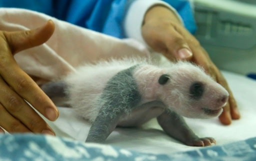 bébés pandas zoo naissance de berlin