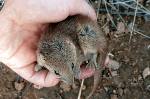 Australie marsupia