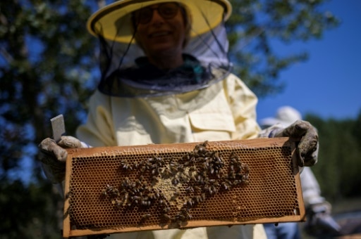 apiculteurs europeens abeilles annee noire