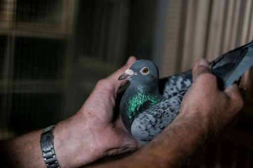 pigeons estropés blessés