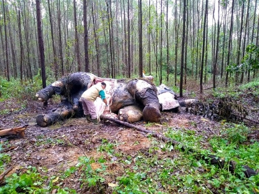 indonésie elephant decapite sumatra