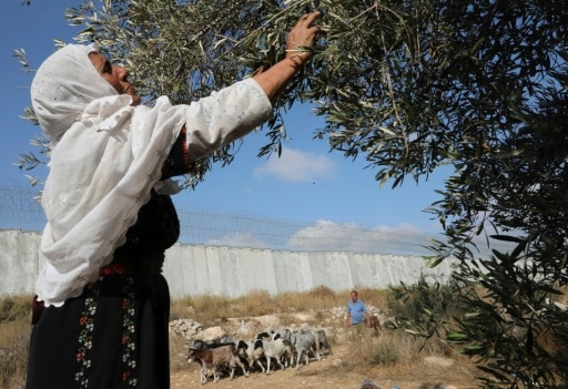 recolte olive israel territoires occupés palestine