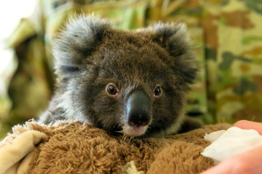 bébé koala s