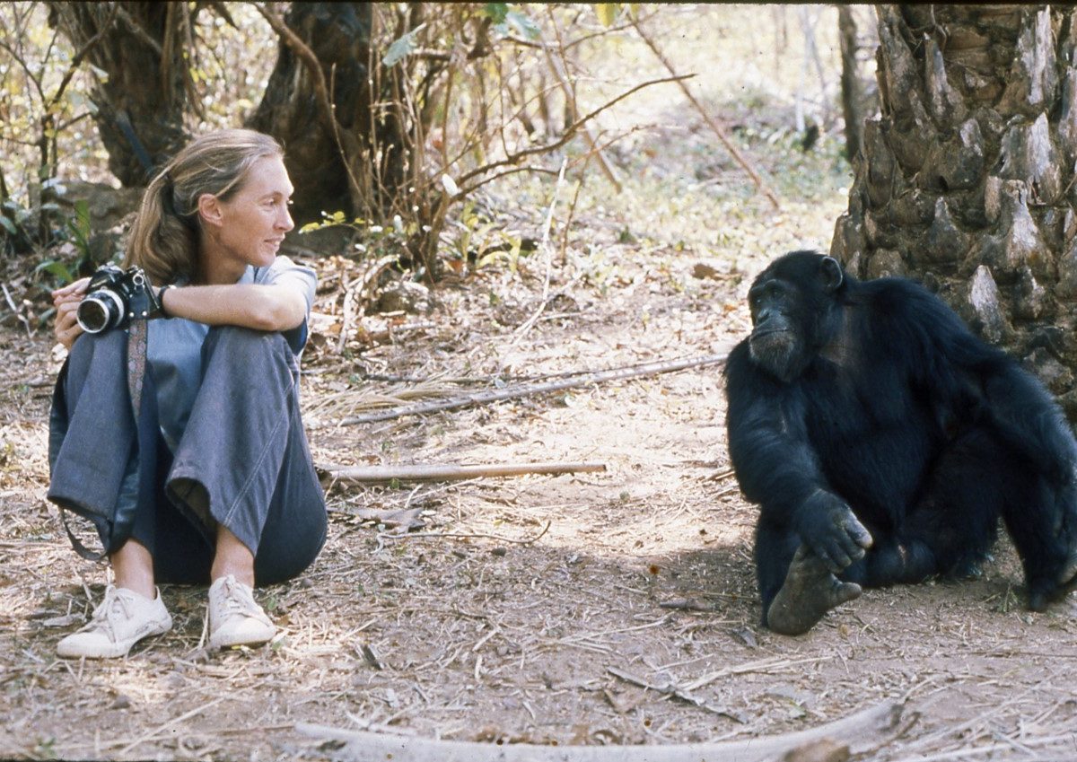 Jane goodall primatologue
