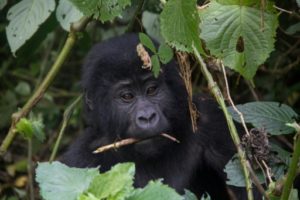 ouganda gorilles foudre