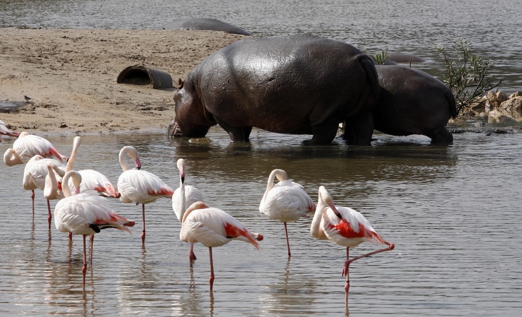 pablo escobar hippopotames herbivores