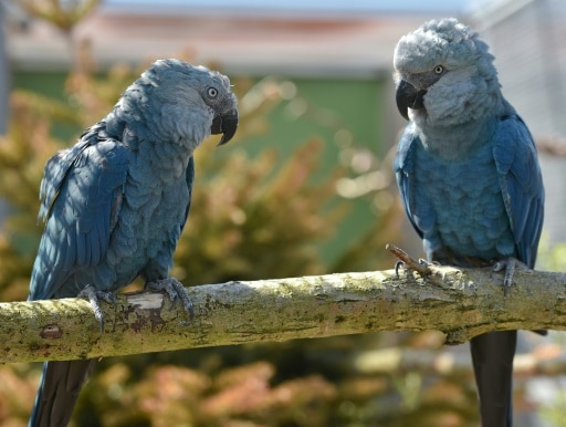 perroquets bleus