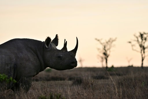 rhinoceros noir uicn espoir