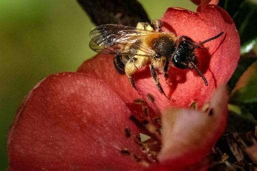 abeilles commission européenne plainte pollinis