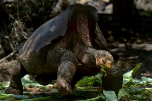 Diego tortue galapagos