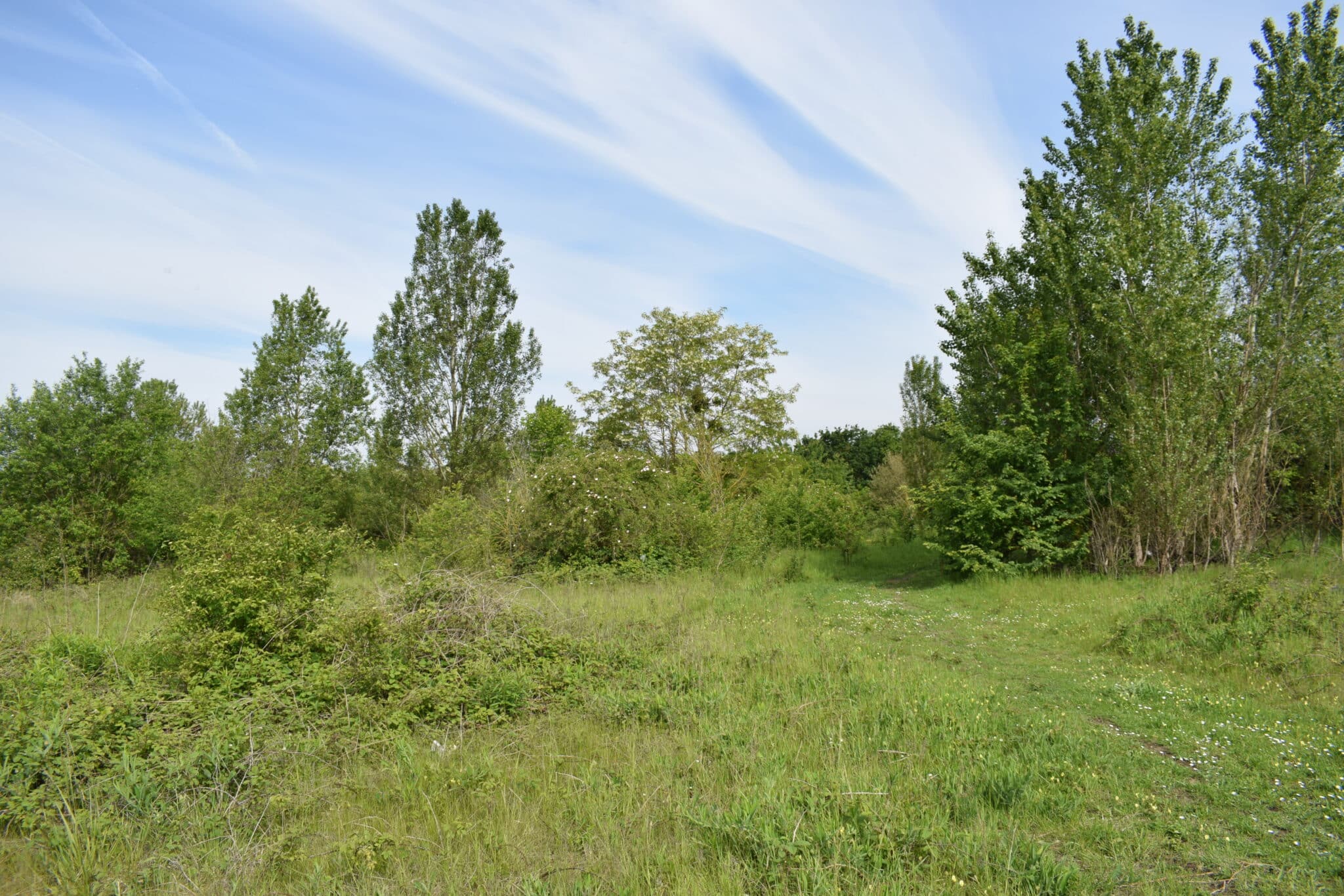 bois plaine de pierrelaye