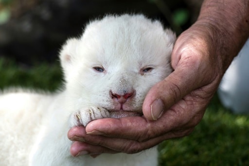White King bébé lion blanc