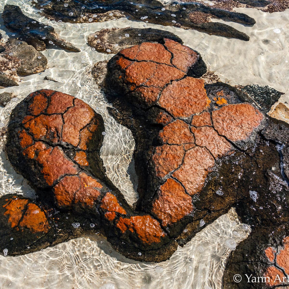 stromatolithes Australie YAB