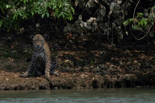 jaguar Pantanal