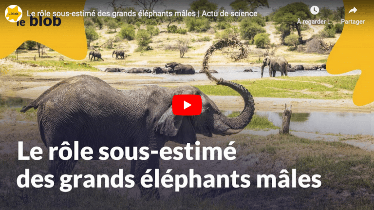 Botswana éléphants mâles