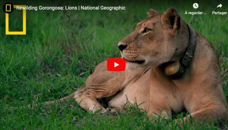 lion Gorongosa