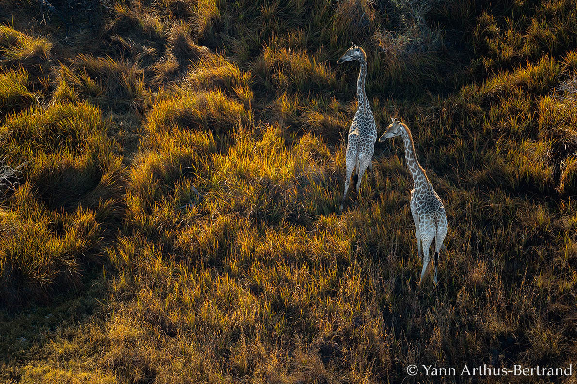girafes Botswana