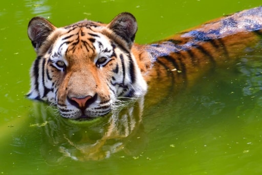 tigre safarie park Dubaï