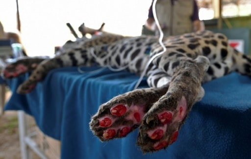 jaguar Pantanal