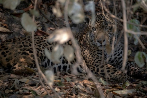 jaguar Pantanal Brésil