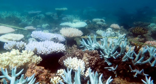 Grande Barrière corail
