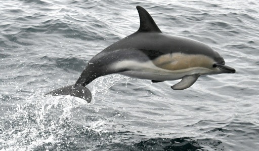 dauphins pêche Union Européenne