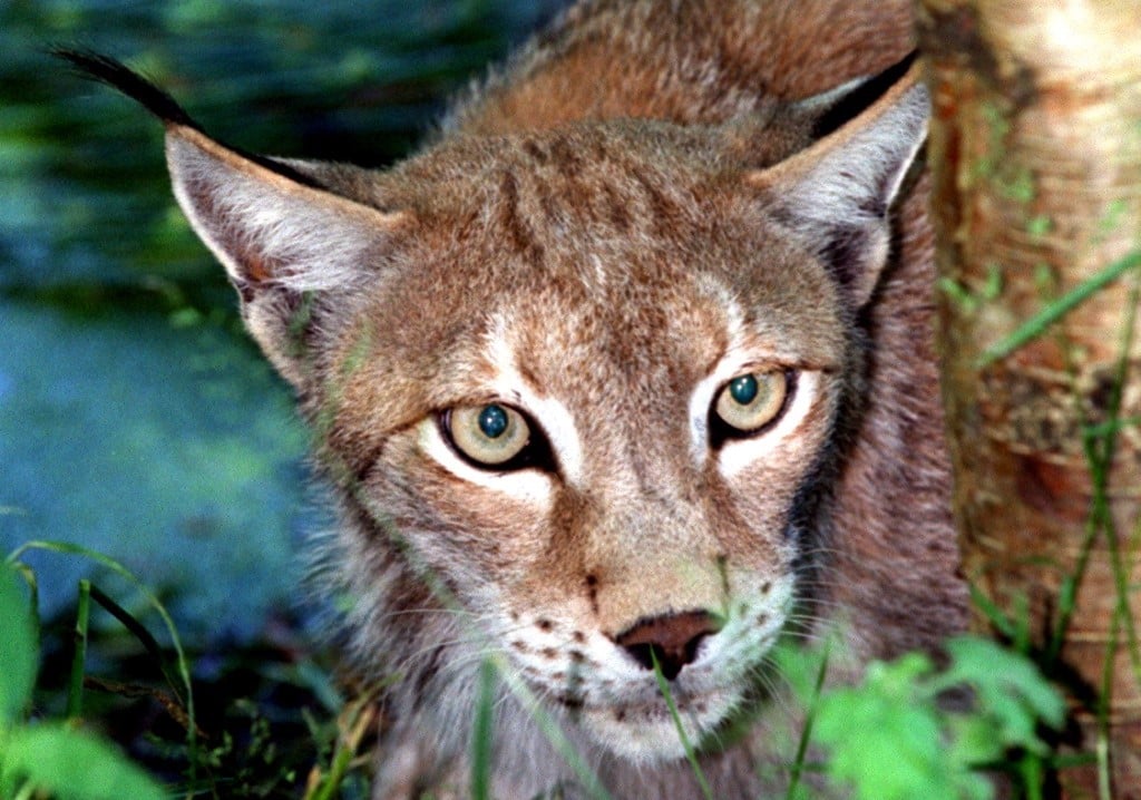 Lynx Europe
