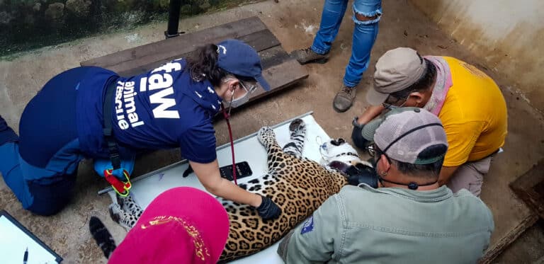 sauvetage jaguar Mexique