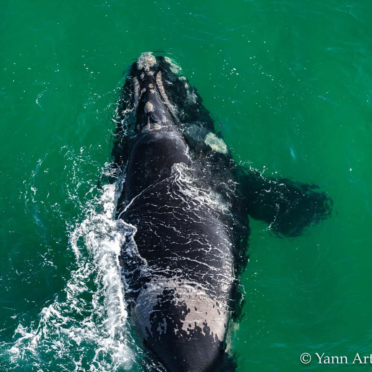 baleine Afrique du Sud YAB